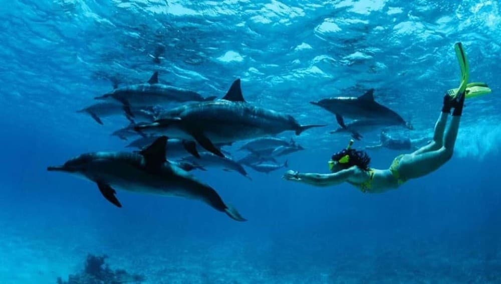 Zanzibar: Mnemba Boat Trip Dolphins Adventure trip | ®ExcursionMania