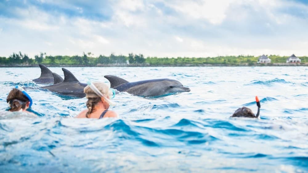 Zanzibar: Mnemba Boat Trip Dolphins Adventure trip | ®ExcursionMania