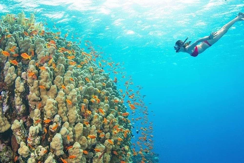 Zanzibar: Mnemba Boat Trip Dolphins Adventure trip | ®ExcursionMania