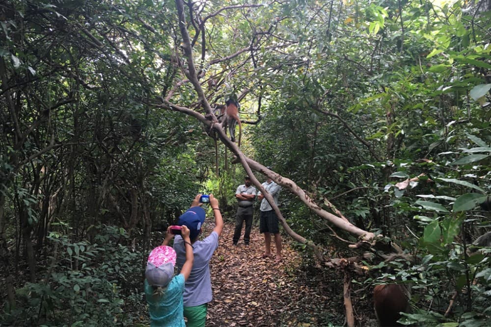 Zanzibar: Jozani nature walk and wildlife tour | ®ExcursionMania