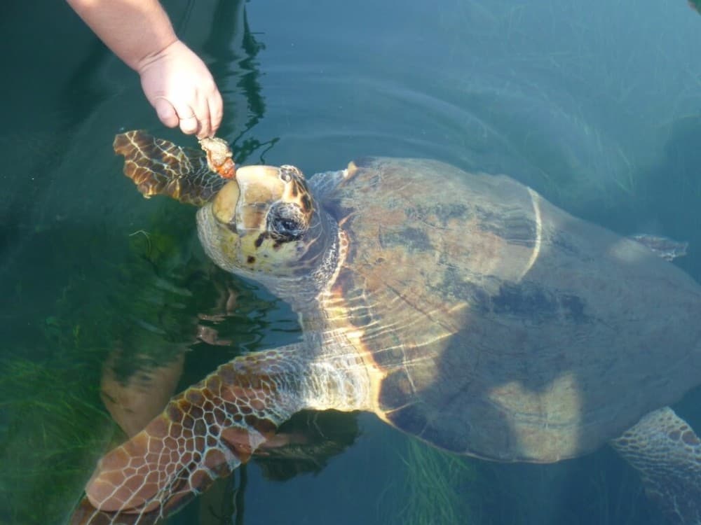 From Fethiye: Dalyan Mud Baths and Turtle Beach Day Tour | ®ExcursionMania