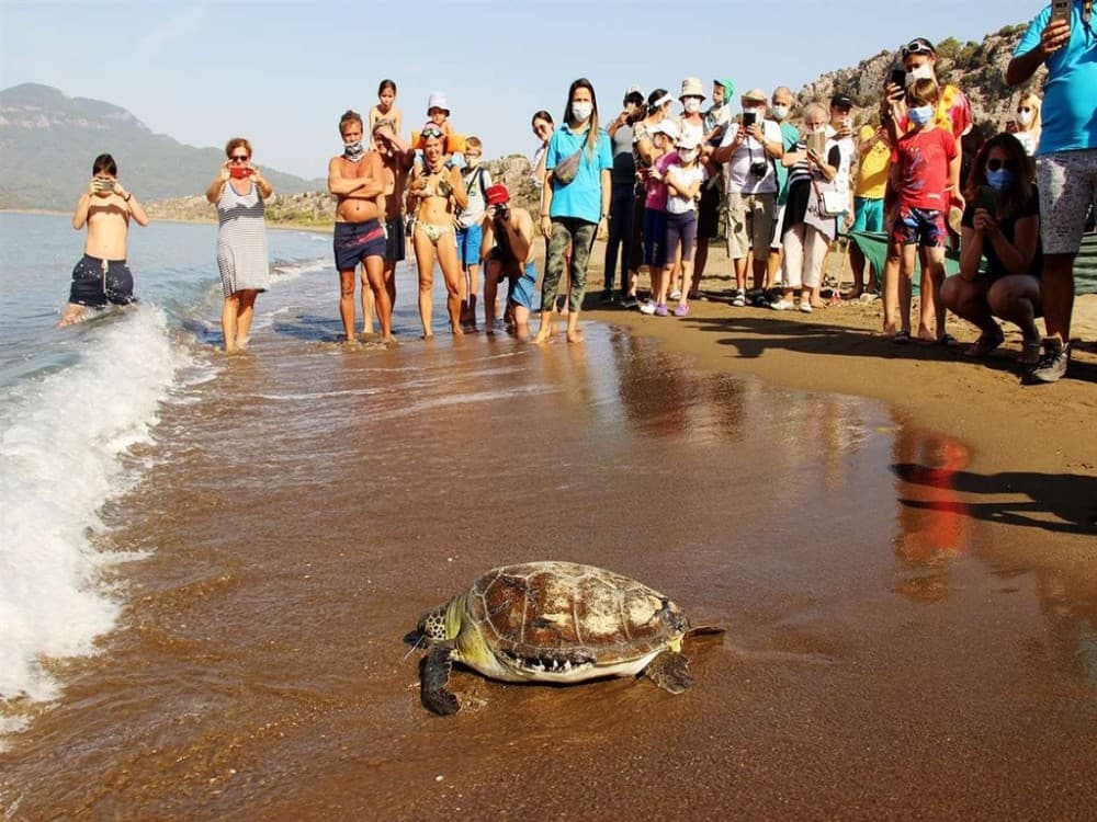 From Fethiye: Dalyan Mud Baths and Turtle Beach Day Tour | ®ExcursionMania