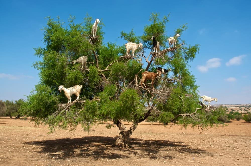 From Marrakech: Essaouira & Atlantic Coast Full-Day Trip | ®ExcursionMania