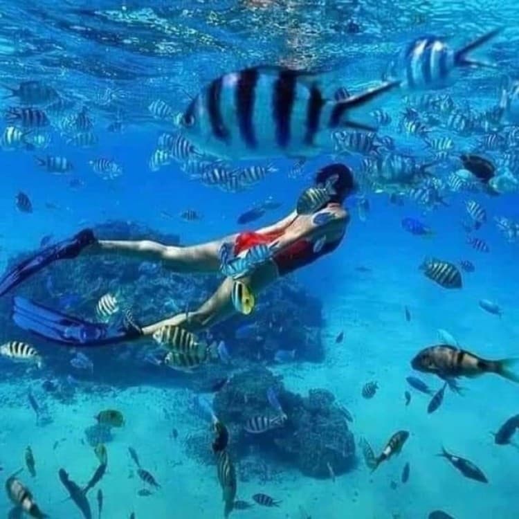 Mnemba island &Nungwi Aquarium & Sunset at kendwa full day | ®ExcursionMania