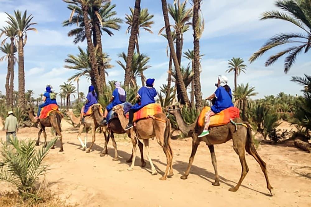 Camel Ride Palmeraie Marrakech Round Trip | ®ExcursionMania