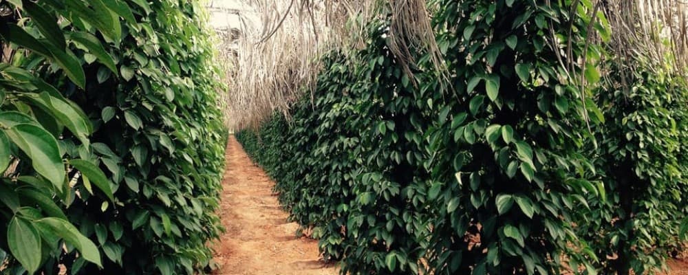 From Phnom Penh: Kampot Day Trip to Beautiful place W/ Guide | ®ExcursionMania