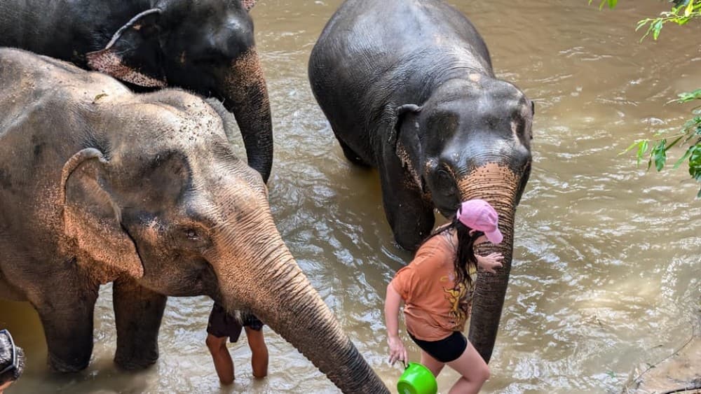 Cambodia Elephant Sanctuary Include Hotel Transfer Roundtrip | ®ExcursionMania