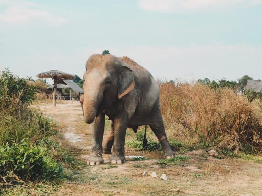 Cambodia Elephant Sanctuary Include Hotel Transfer Roundtrip | ®ExcursionMania