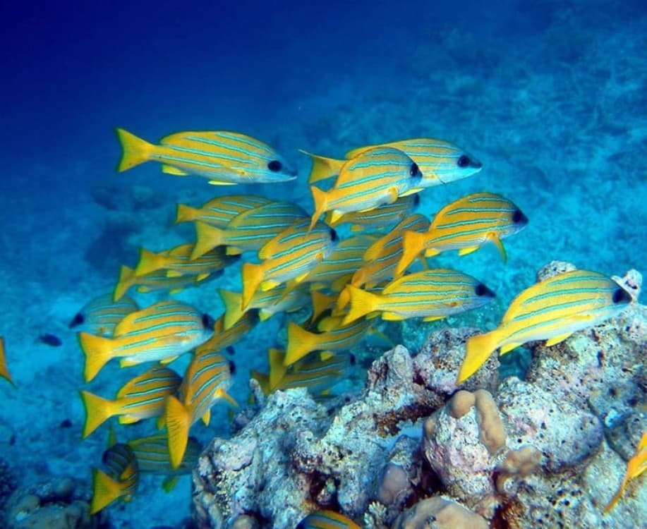 Kuza Cave Tour, Blue Lagoon, The Rock Restaurant, Paje Beach | ®ExcursionMania