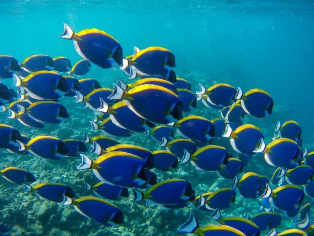 Kuza Cave Tour, Blue Lagoon, The Rock Restaurant, Paje Beach | ®ExcursionMania