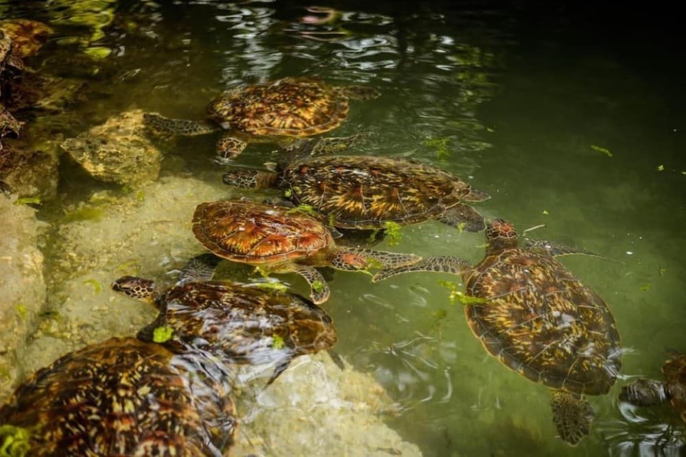 Prison Island, Spice Tour, The Island Pongwe, Kendwa Beach | ®ExcursionMania