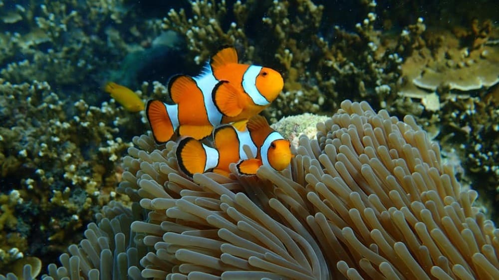 From Phuket: Surin Islands Snorkeling Day Trip with Lunch | ®ExcursionMania