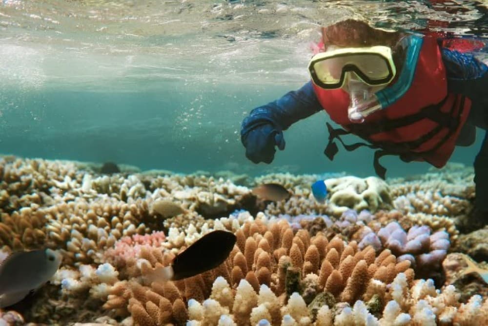 From Zanzibar: Mnemba Boat Tour with Snorkeling & Dolphine | ®ExcursionMania
