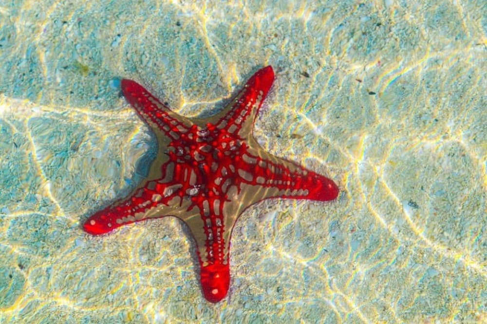 Kuza Cave, Blue Lagoon, The Rock Restaurant, Kaefunk Beach | ®ExcursionMania