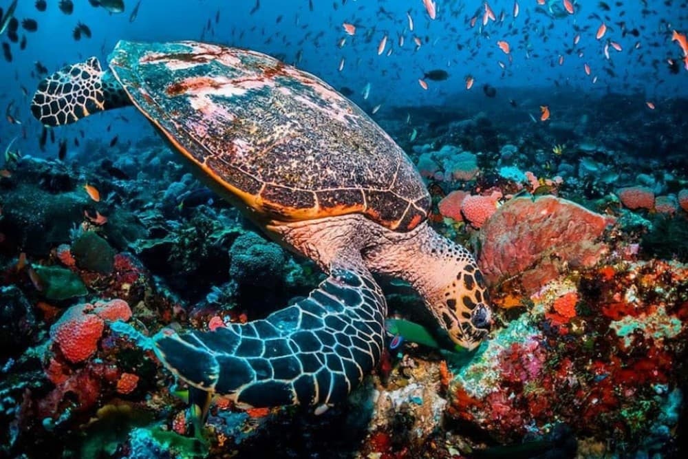 Mnemba Dolphin Tour, The Rock Restaurant, Kuza Cave Tour | ®ExcursionMania