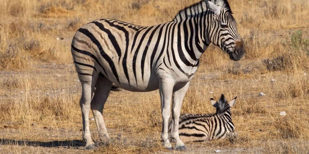 Mikumi National Park Day Visit | ®ExcursionMania