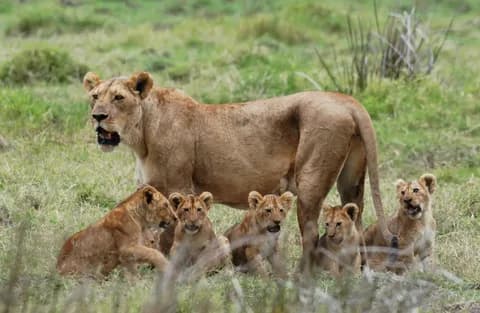 Mikumi National Park Day Visit | ®ExcursionMania