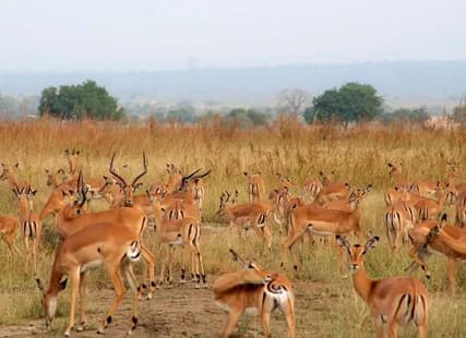 Mikumi National Park Day Visit | ®ExcursionMania