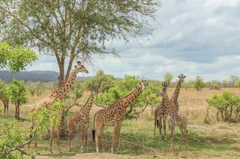 Mikumi National Park Day Visit | ®ExcursionMania