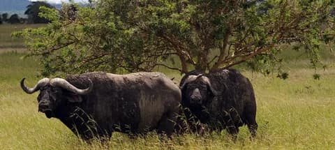 Mikumi National Park Day Visit | ®ExcursionMania