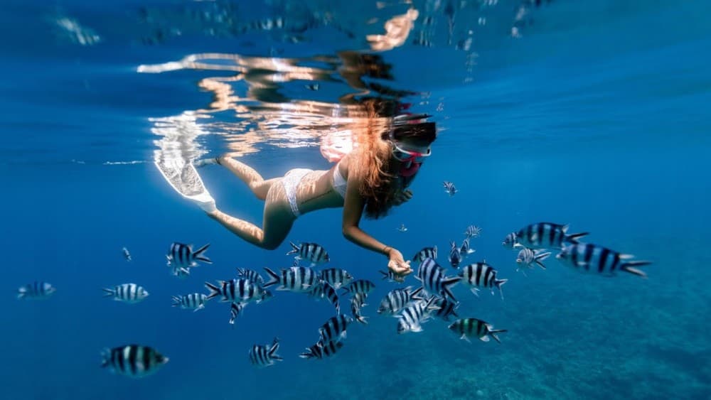Dolphin & Tumbatu Island Snorkeling | ®ExcursionMania