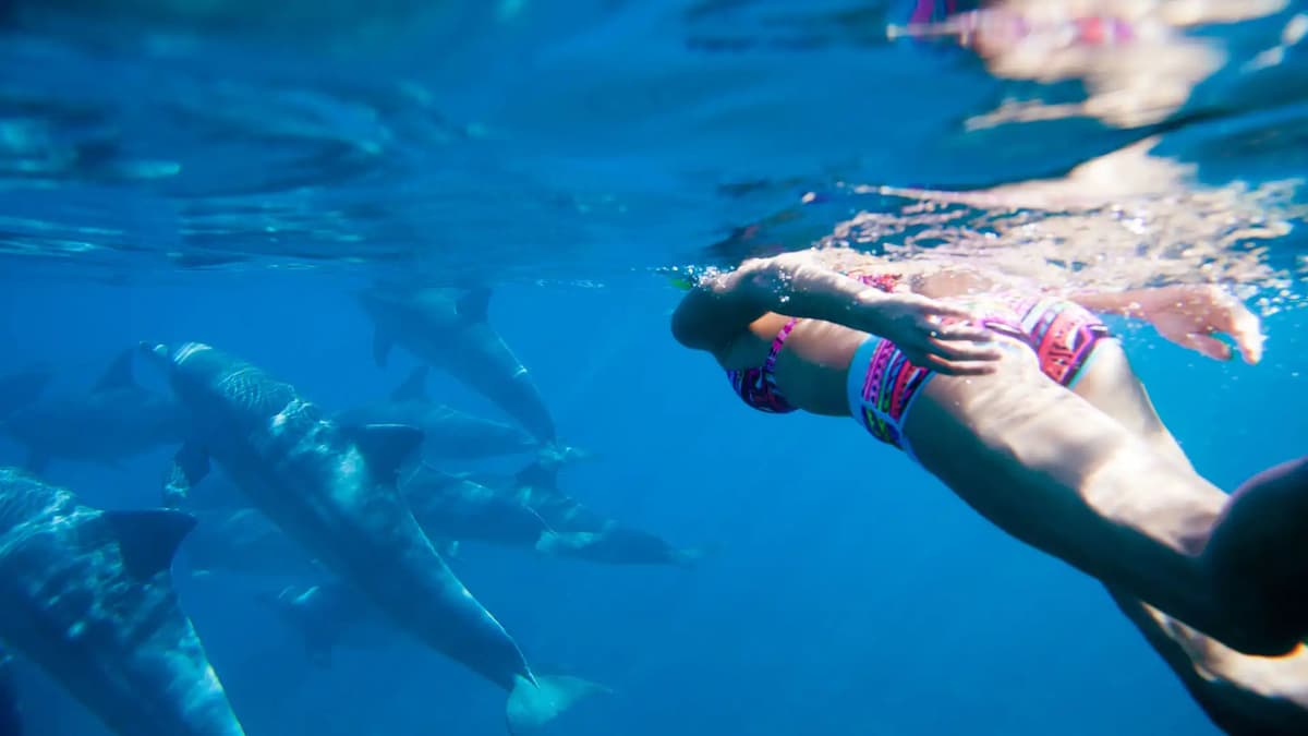 From Kendwa: Mnemba Atoll and Dolphin Snorkel Full Day Trip | ®ExcursionMania