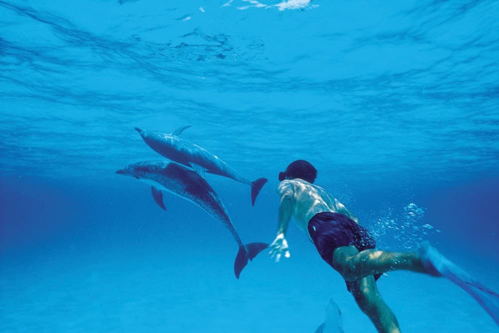 From Kendwa: Mnemba Atoll and Dolphin Snorkel Full Day Trip | ®ExcursionMania