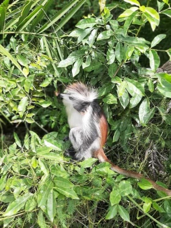 Zanzibar: Jozani Forest Walking Tour | ®ExcursionMania