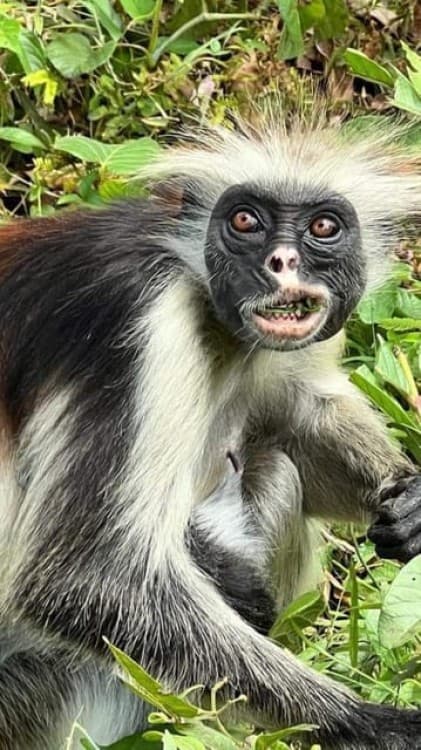 Zanzibar: Jozani Forest Walking Tour | ®ExcursionMania