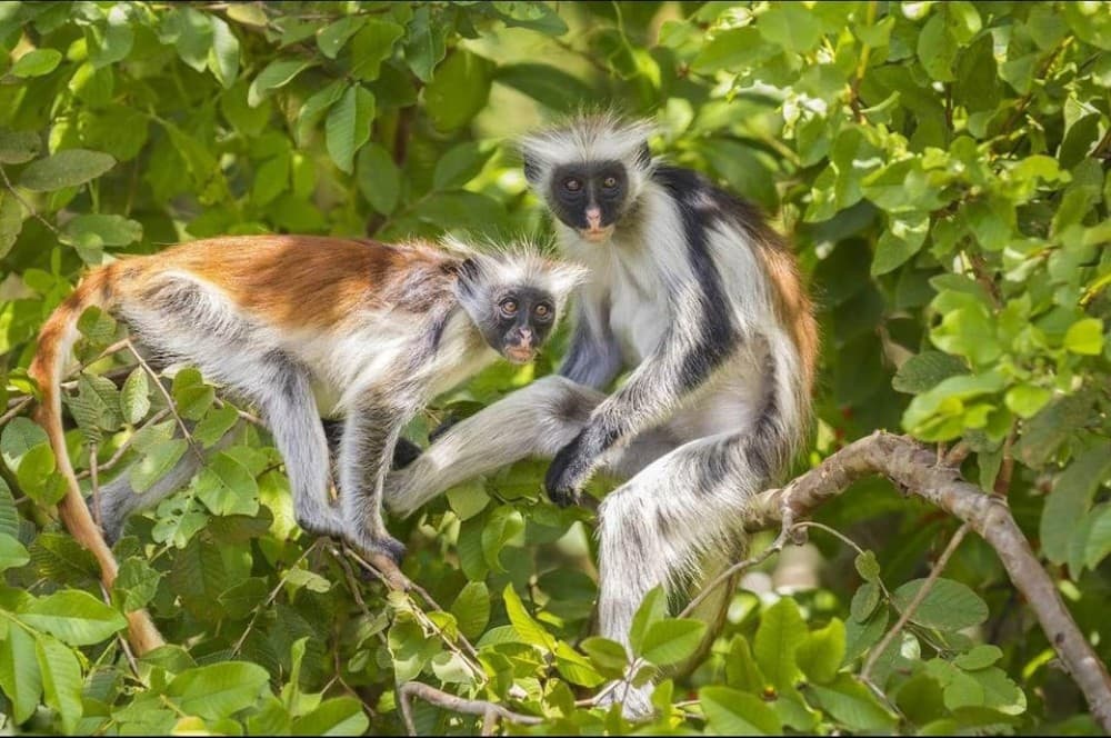 Zanzibar: Jozani Forest Walking Tour | ®ExcursionMania