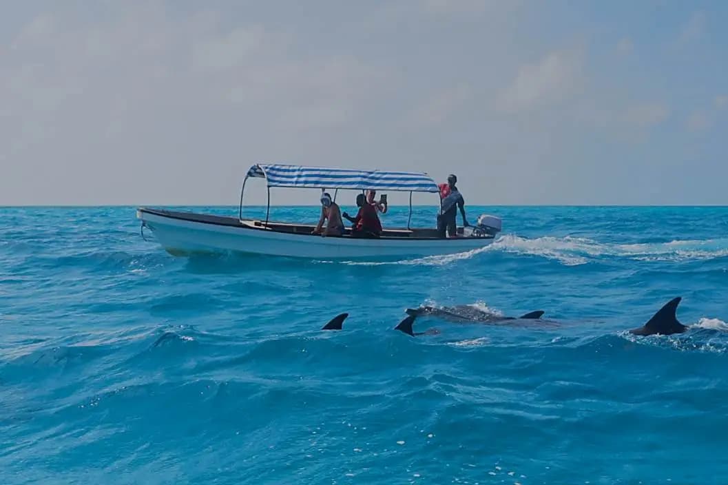Zanzibar: Mnemba atoll, dolphin & snorkelling tour | ®ExcursionMania