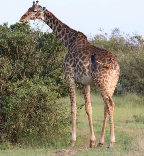 Zanzibar: Safari Day trip from Zanzibar to Mikumi | ®ExcursionMania