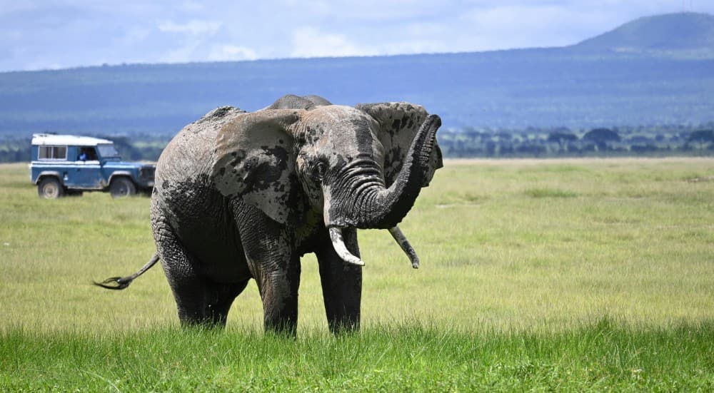 Zanzibar: Safari Day trip from Zanzibar to Mikumi | ®ExcursionMania