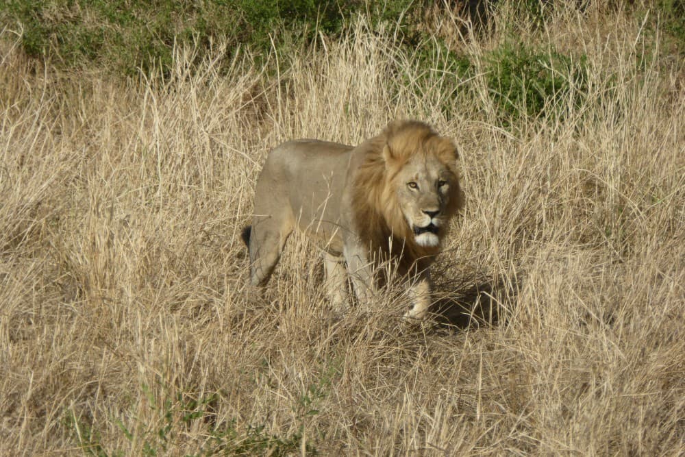 Zanzibar: Safari Day trip from Zanzibar to Mikumi | ®ExcursionMania