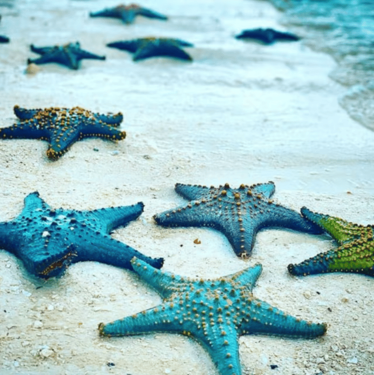 Zanzibar: Snorkeling at blue lagoon & Star fish tour | ®ExcursionMania