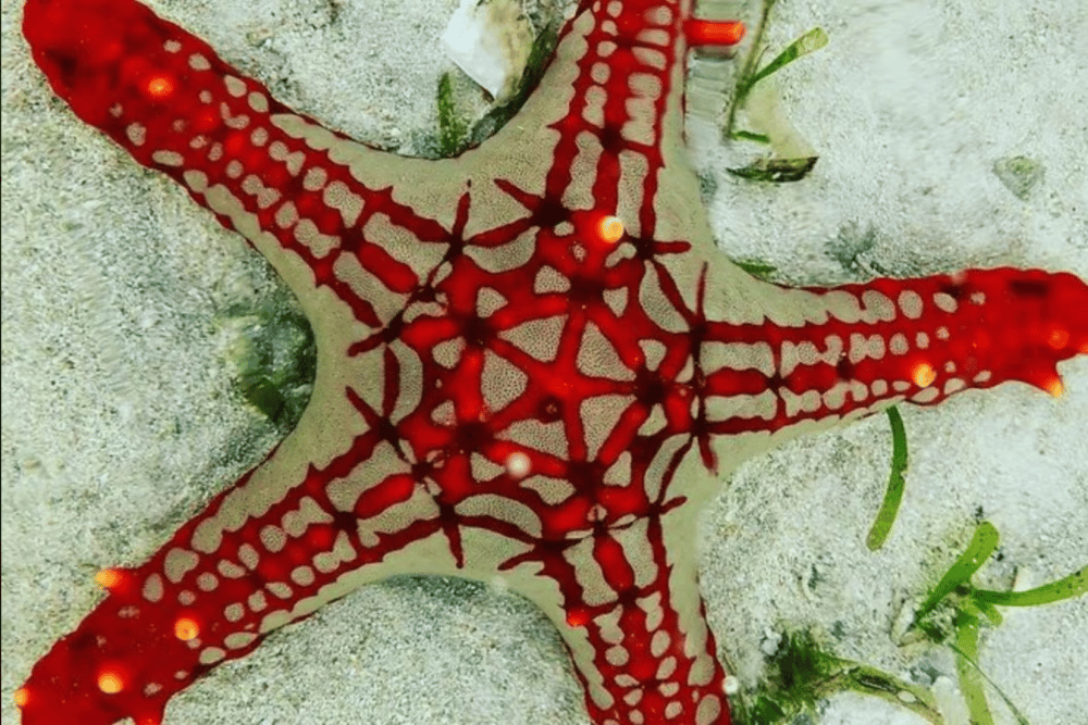 Zanzibar: Snorkeling at blue lagoon & Star fish tour | ®ExcursionMania