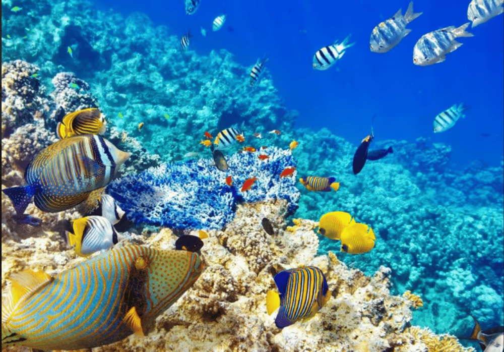 Zanzibar: Snorkeling at blue lagoon & Star fish tour | ®ExcursionMania