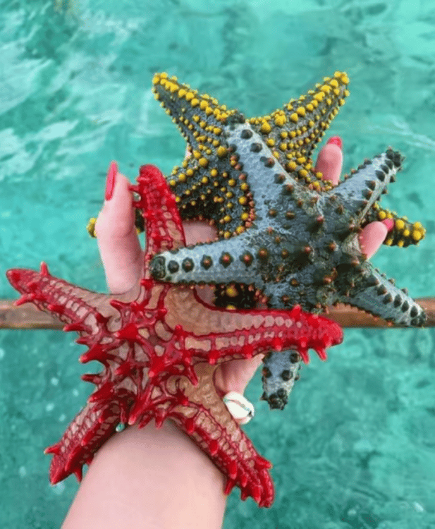 Zanzibar: Snorkeling at blue lagoon & Star fish tour | ®ExcursionMania