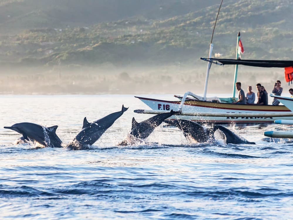 Lovina/Bali: Dolphin Watching Tour, Swimming and Snorkeling | ®ExcursionMania