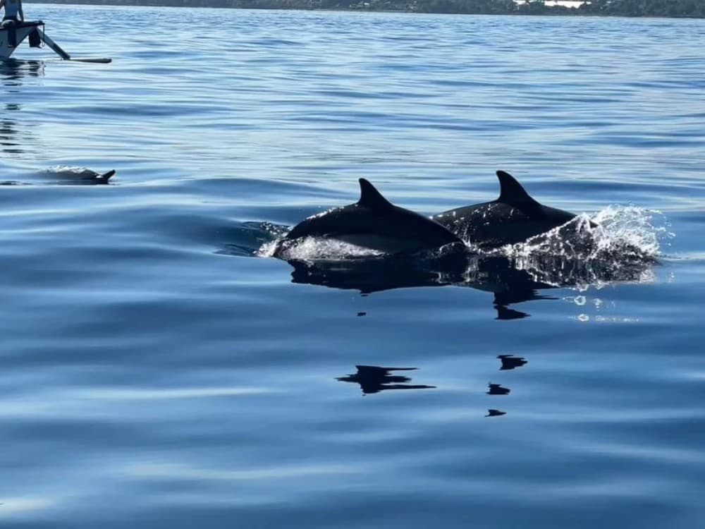 North Bali: Dolphin, Ulun Danu Temple, & Banyumala Waterfall | ®ExcursionMania