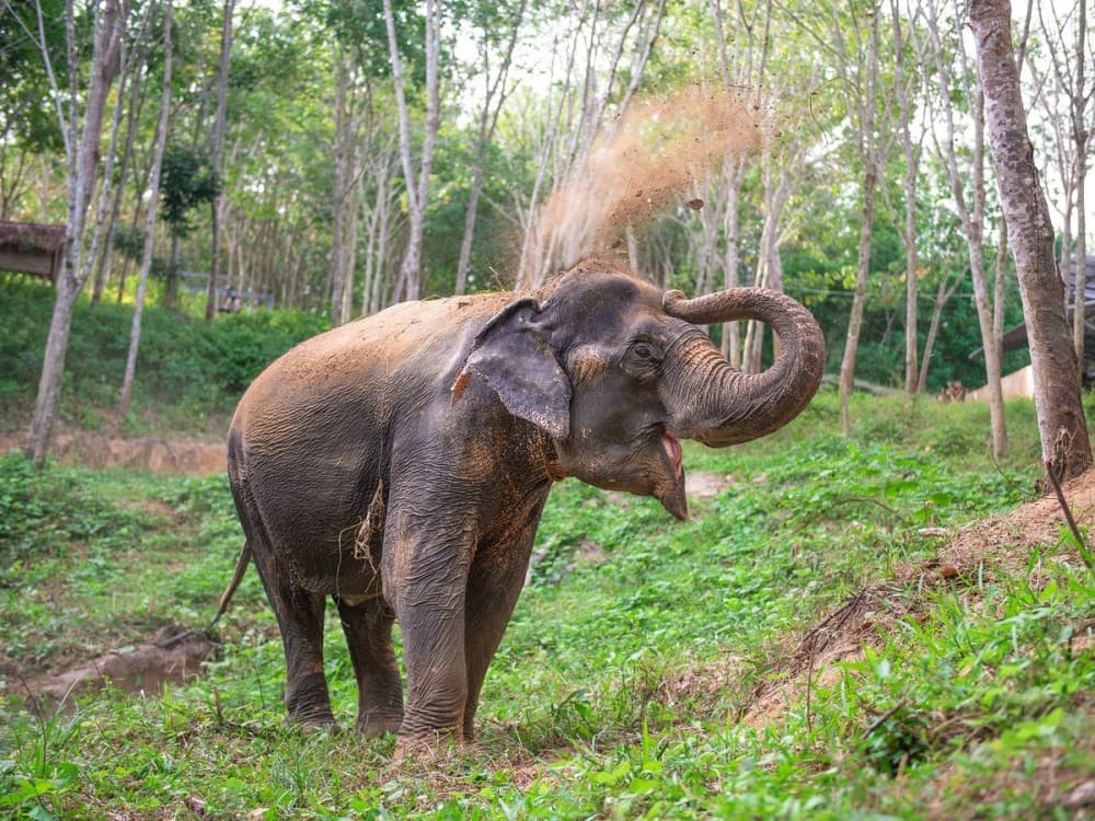 Phuket: Phuket Elephant Care Sanctuary ECO Tour | ®ExcursionMania