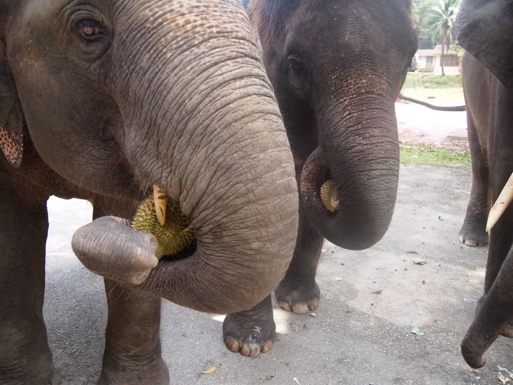 Phuket City Tour with ATV Adventure and Elephant Feeding | ®ExcursionMania