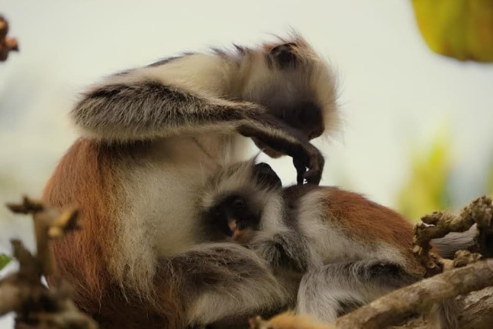 Zanzibar: Jozani Forest, Kuza Cave & Blue Lagoon | ®ExcursionMania