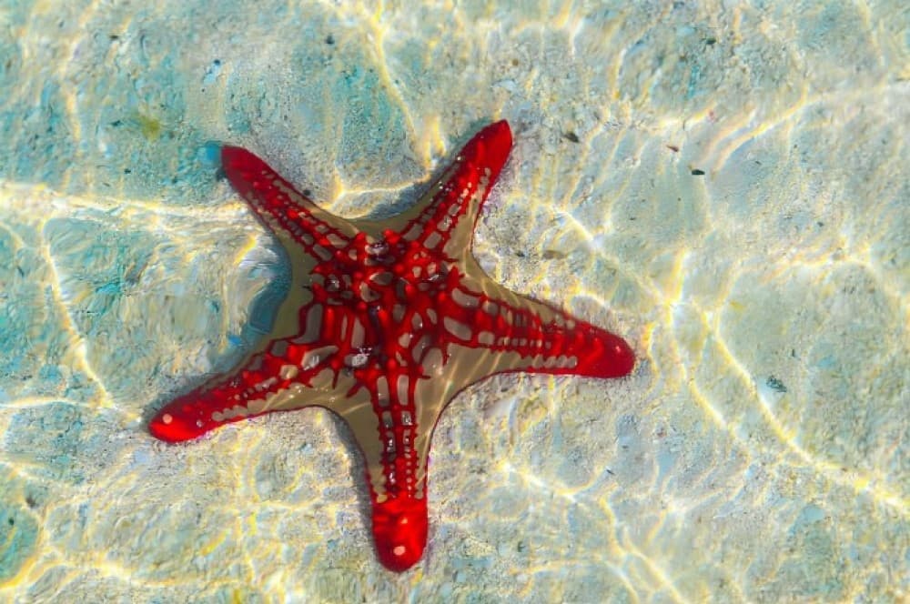 Jozani Forest, Blue Lagoon, Starfish, The Rock, Paje Beach | ®ExcursionMania