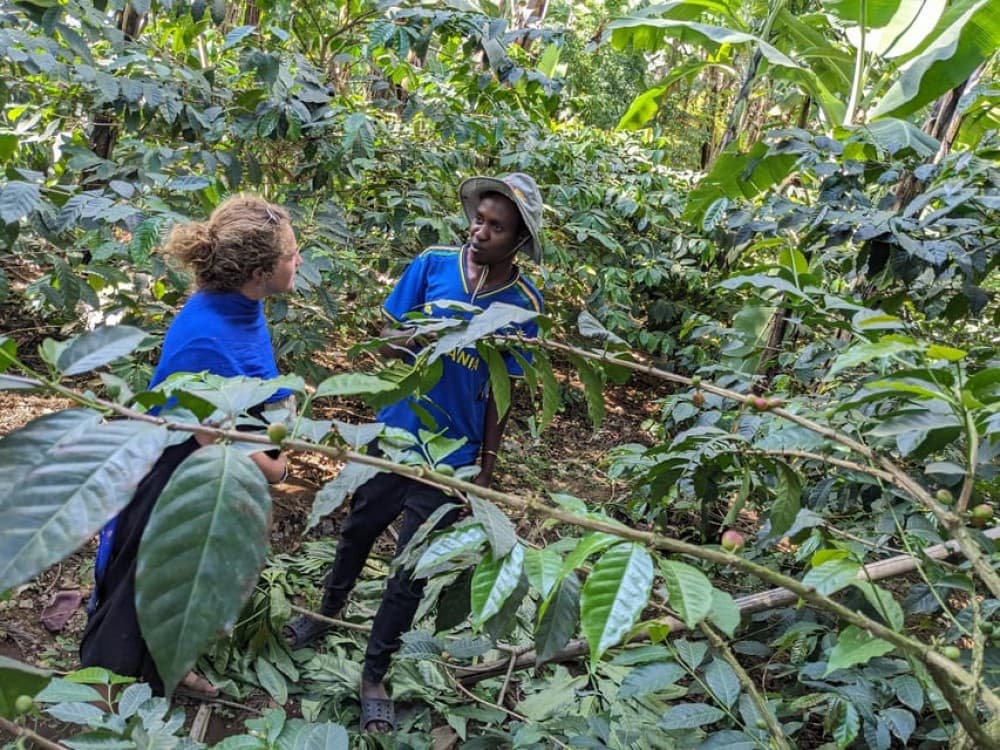 Arusha: Coffee Tour with Tasting and Farm Visit | ®ExcursionMania