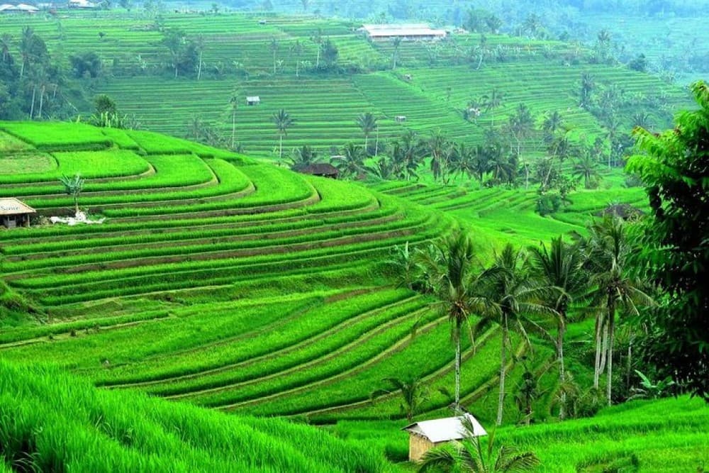 Ancient Temples and Jatiluwih Rice Terrace Private Tour | ®ExcursionMania