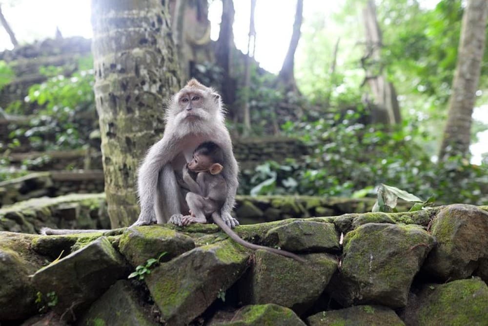 Gorilla Cave ATV Bali Ubud, Monkey Forest, Temple, and Lunch | ®ExcursionMania