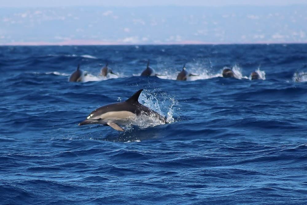 Lagos: Dolphin Watching with Professional Marine Biologists | ®ExcursionMania