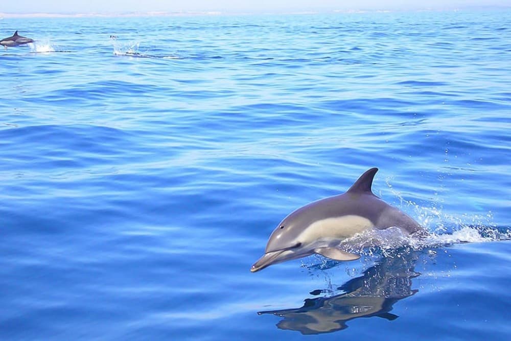 Lagos: Dolphin Watching with Professional Marine Biologists | ®ExcursionMania