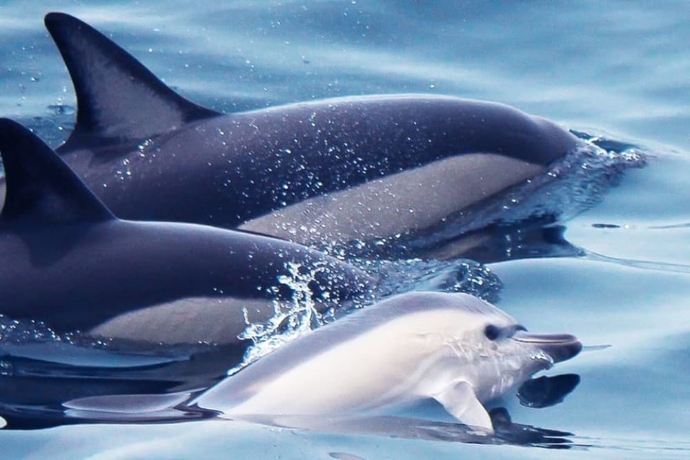 Lagos: Dolphin Watching with Professional Marine Biologists | ®ExcursionMania